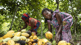 Eerlijke handel met producenten