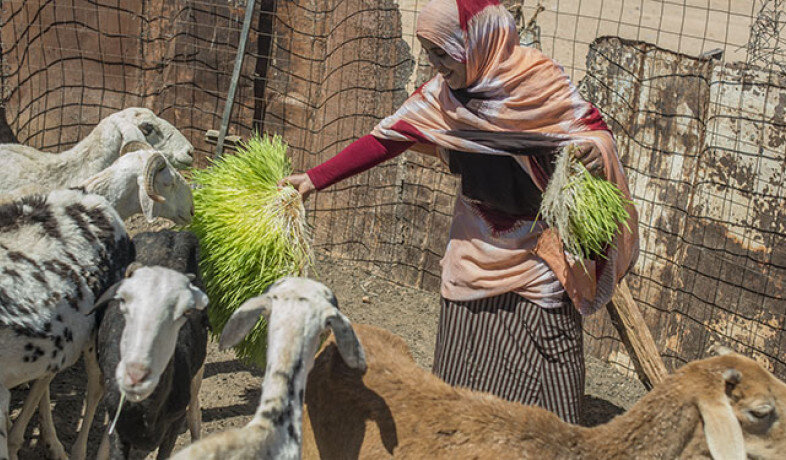 Sahraoui woman giving fresh food to her goats